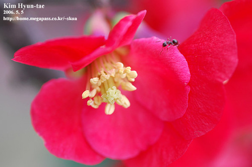 Chaenomeles speciosa (Japanese flowering quince) — photo