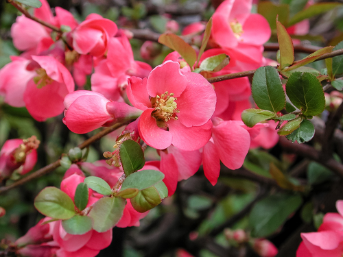Chaenomeles speciosa