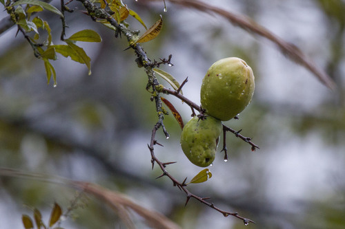 Chaenomeles thibetica (Tibetan quince) — photo