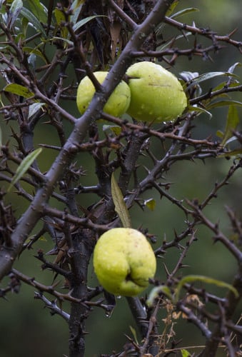 Chaenomeles thibetica (Tibetan quince) — photo