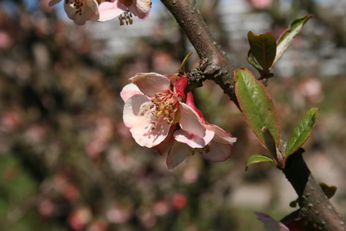 Chaenomeles thibetica