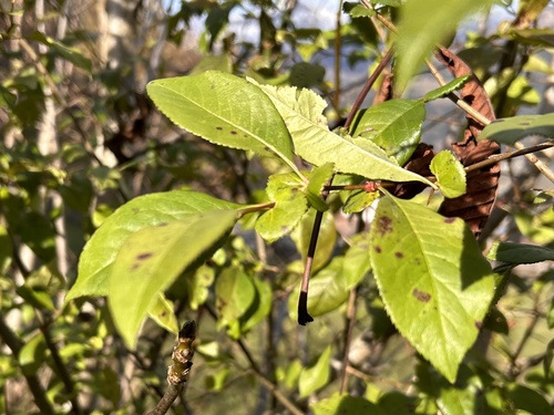 Chaenomeles x superba (Dwarf quince) — photo