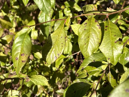 Chaenomeles x superba (Dwarf quince) — photo