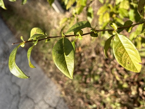 Chaenomeles x superba