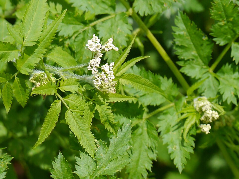 Chaerophyllum acuminatum — photo