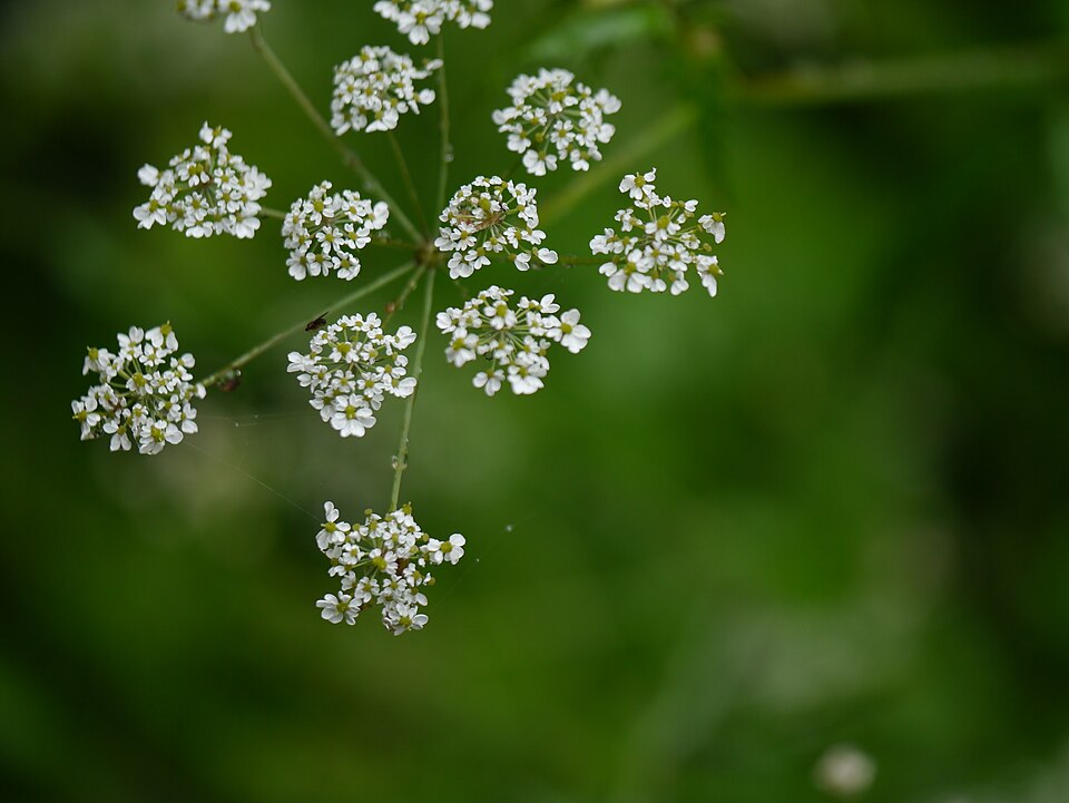 Chaerophyllum acuminatum