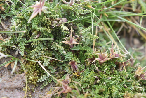 Chaerophyllum andicola — photo