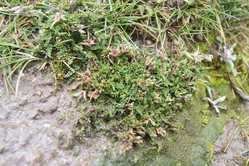 Chaerophyllum andicola — photo