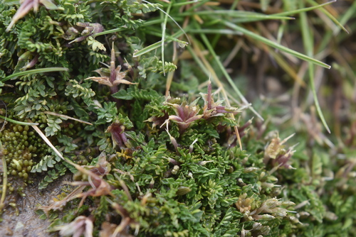 Chaerophyllum andicola