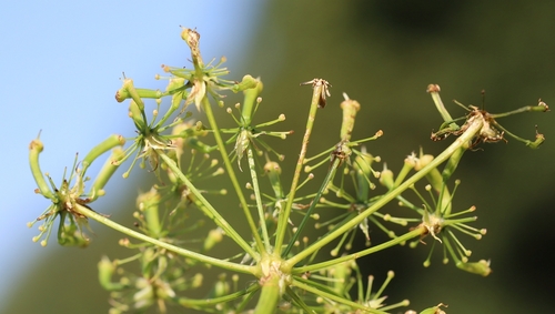 Chaerophyllum aromaticum (Chervil) — photo