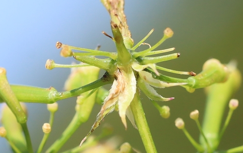 Chaerophyllum aromaticum (Chervil) — photo