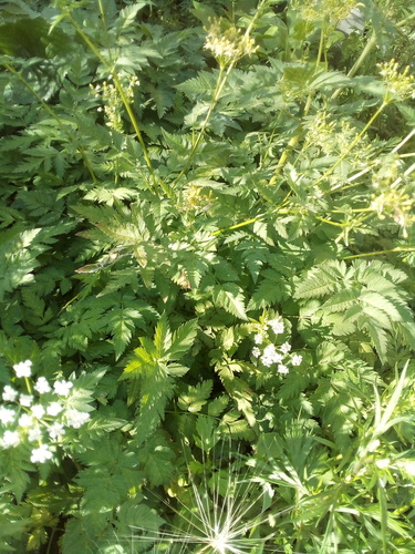 Chaerophyllum aureum — photo
