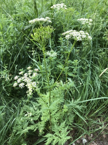 Chaerophyllum aureum