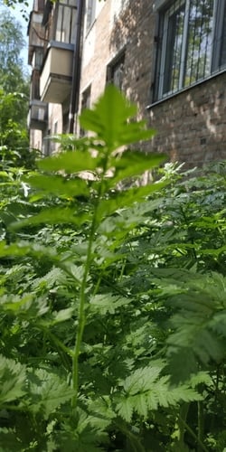 Chaerophyllum bulbosum (Bulbous chervil) — photo