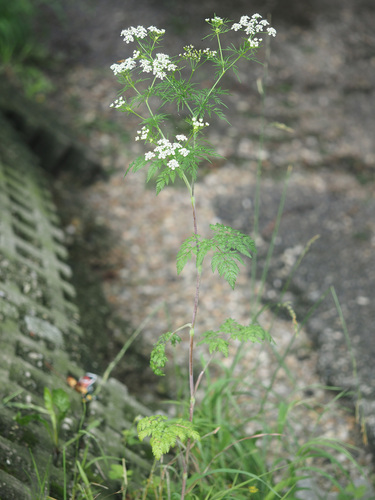 Chaerophyllum bulbosum subsp. prescotii