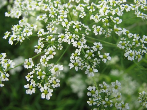 Chaerophyllum bulbosum subsp. prescotii (Siberian chervil-turnip) — photo