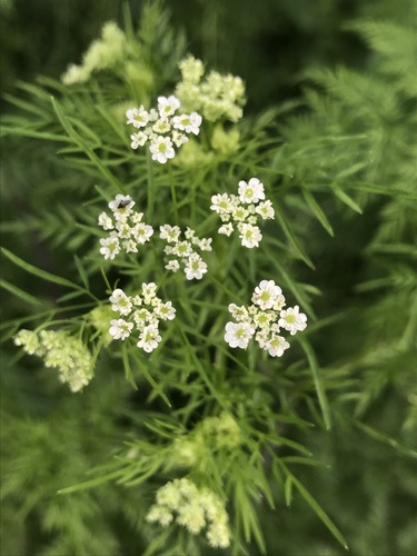 Chaerophyllum bulbosum subsp. prescotii (Siberian chervil-turnip) — photo