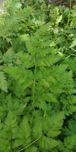 Chaerophyllum bulbosum