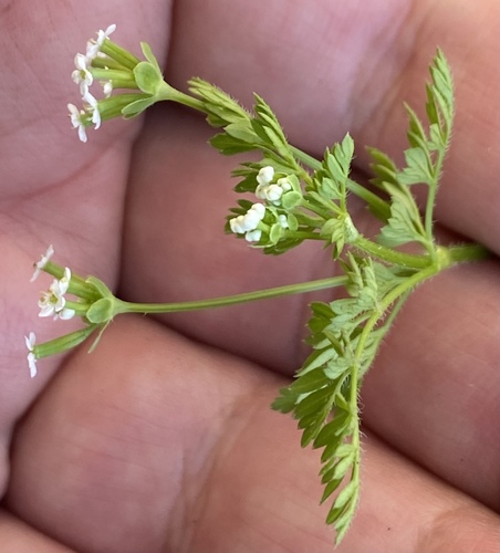 Chaerophyllum reflexum var. acuminatum — photo