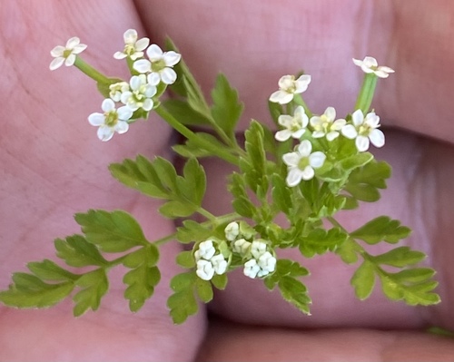 Chaerophyllum reflexum var. acuminatum — photo