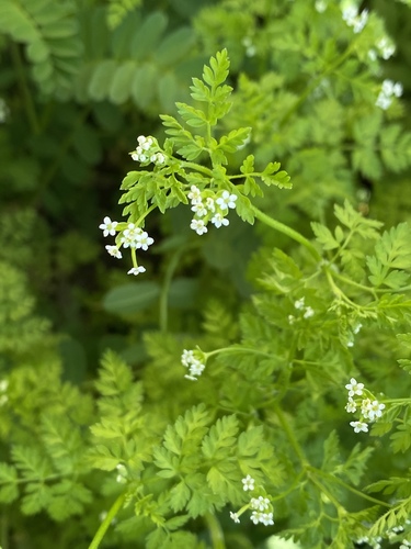Chaerophyllum reflexum var. acuminatum