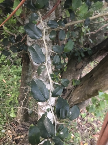 Chaetachme aristata