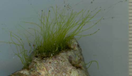 Chaetomorpha aerea (Hair-shaped green algae) — photo