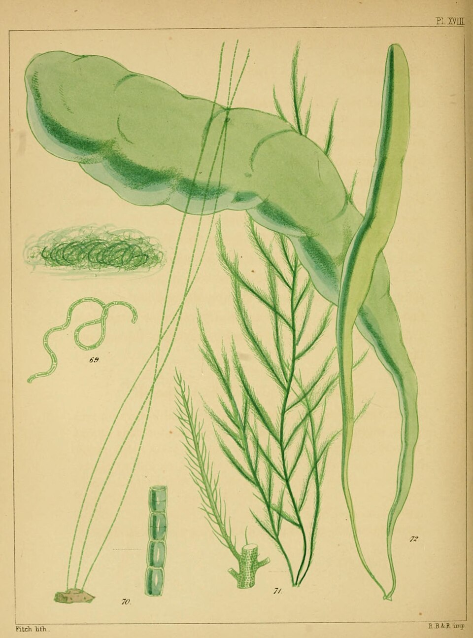 Chaetomorpha intestinalis