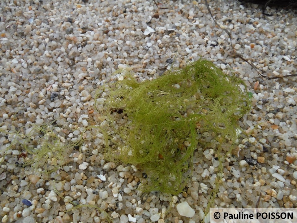 Cladophoraceae