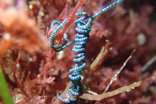 Chaetomorpha spiralis — photo
