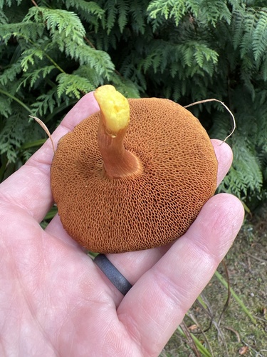 Chalciporus piperatus (Peppery bolete) — photo