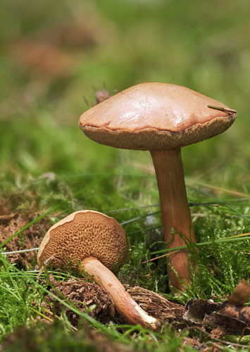 Chalciporus piperatus