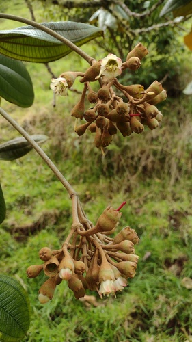 Chalybea corymbifera (Corymbose chalybea) — photo