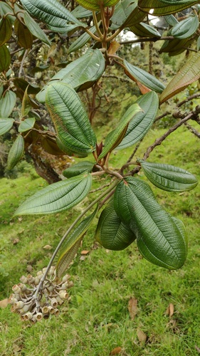 Chalybea corymbifera