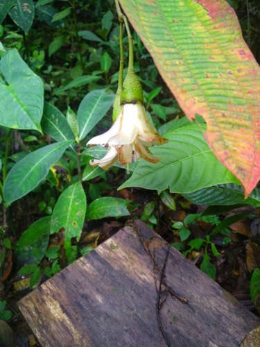 Chalybea ecuadorensis