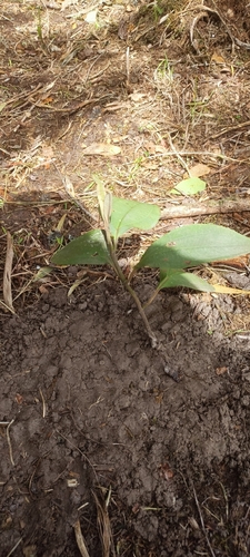 Chalybea macrocarpa (Big fruit huilaea) — photo
