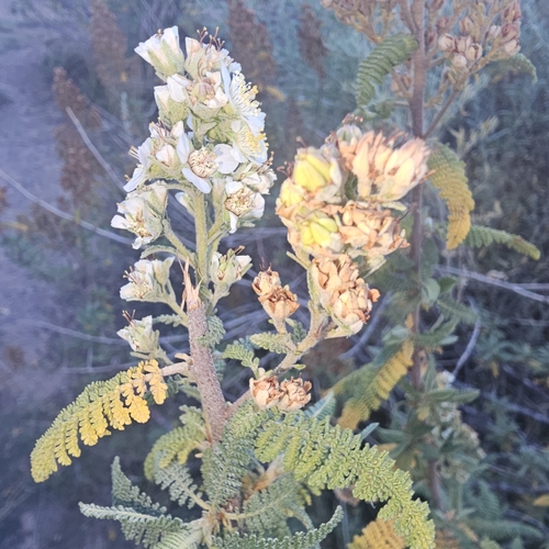 Chamaebatiaria millefolium — photo