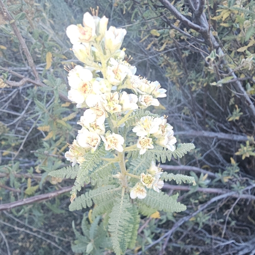 Chamaebatiaria millefolium — photo