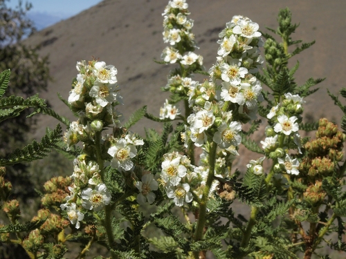 Chamaebatiaria millefolium