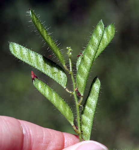 Chamaecrista absus — photo