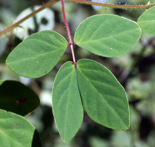 Chamaecrista absus — photo