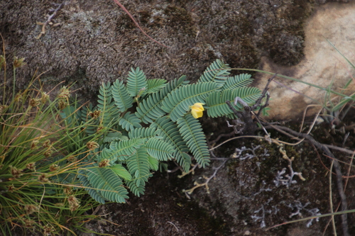 Chamaecrista biensis
