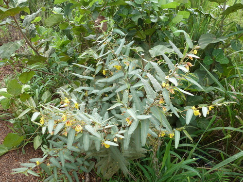 Chamaecrista kirkii
