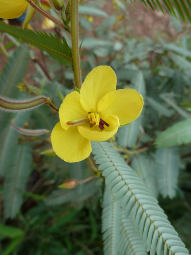 Chamaecrista kirkii var. guineensis