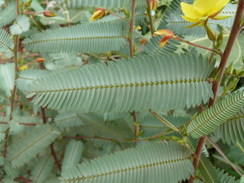 Chamaecrista kirkii var. guineensis — photo