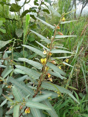Chamaecrista kirkii var. guineensis — photo