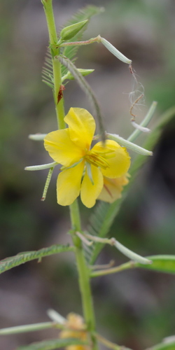 Chamaecrista mimosoides (Sensitive Senna) — photo