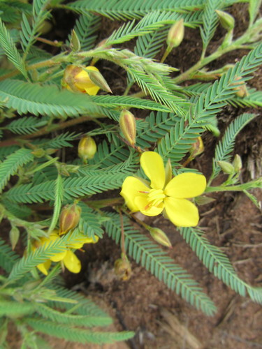 Chamaecrista mimosoides (Sensitive Senna) — photo