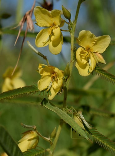 Chamaecrista mimosoides
