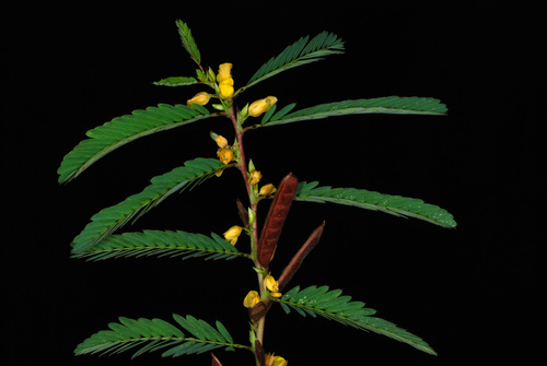Chamaecrista nictitans subsp. patellaria — photo
